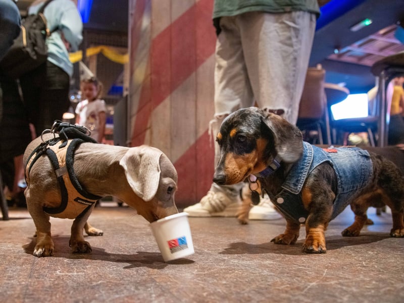 These Dachshunds make friends.