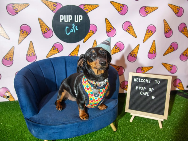 Another Dachshund enjoys the star treatment.