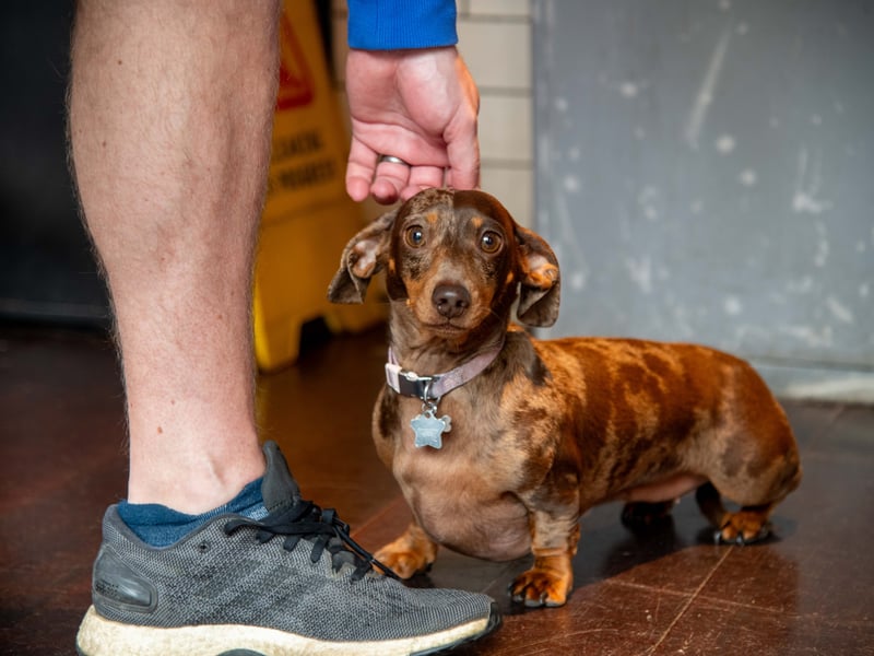 This Dachshund is attracted by the camera lens.