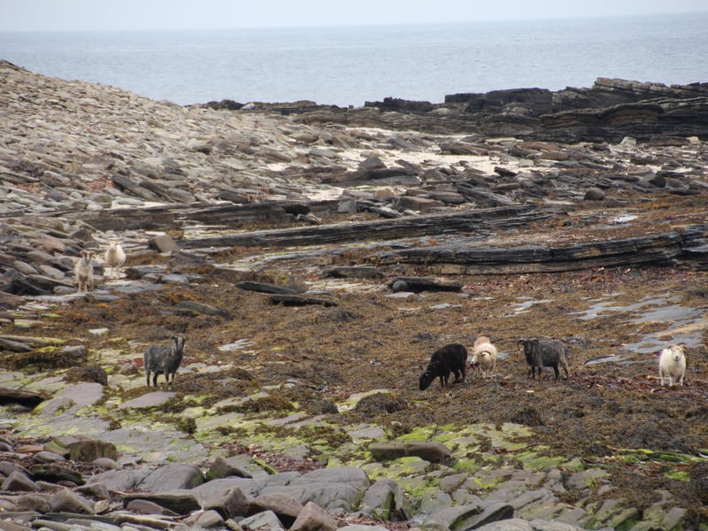 In addition to the North Ronaldsay breed’s genetic and
biodiversity value for farming and the natural environment, the breed’s survival is also important for the local meat market, the island’s woollen mill, and for its irreplaceable
heritage and tourism value for the Orkney islands.