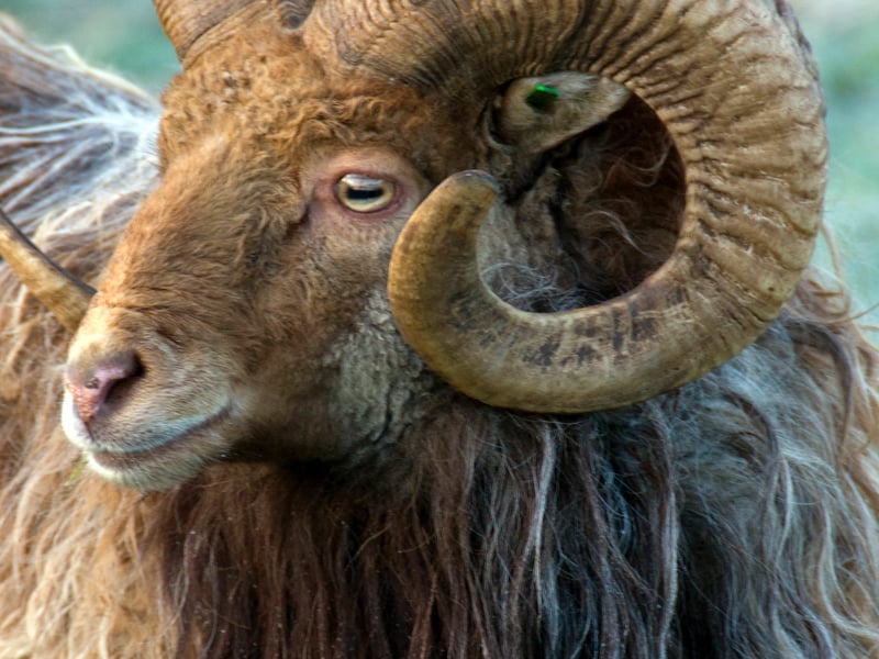 The rare North Ronaldsay sheep have evolved over centuries to survive primarily on seaweed. They live on the rocky shore of the island, which is the northernmost island in the Orkney archipelago, for most of the year and only need to be
brought onto better land for lambing. The sheep keeping system on North Ronaldsay is unique and based on a Sheep Dyke which has been in place since 1832. The drystone dyke helps to keep the sheep on the shoreline and off farmland, where they would suffer copper poisoning. The sheep remain
generally in their own ‘clow-gang’, the particular portion of the shore where they are accustomed to feeding.
North Ronaldsay sheep are one of the UK’s rarest native sheep breeds, categorised as a priority on the RBST watchlist.