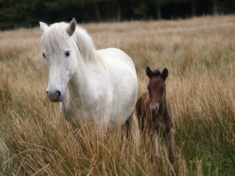 They are the UK's rarest native pony, and were previously known as Western Isles ponies. The Eriskay ponies were the working ponies of crofters in the Hebrides. They were invaluable, carrying pannier baskets of peat for winter fuel and seaweed from the shore to fertilise the land. They were also used for light ploughing. But with the onset of mechanisation and as people moved to the mainland, the breed steadily declined in numbers. By 1968 the only Western Isles ponies left were on the islands of Uist
and Eriskay and in the early 1970s, the breed had dwindled to some 20 animals.