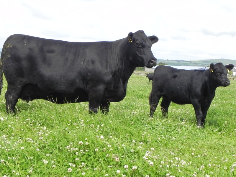 While Aberdeen Angus is a household name, the original small Scottish cow, native to Scotland, is surprisingly rare and at risk, RBST said. 'Aberdeen Angus' beef took off in global cuisine, but an 'Aberdeen Angus' steak or burger can be classified as such when it's cross-bred. The original, pedigree Aberdeen Angus breed was developed by three 19th-century Scottish farmers, early pioneers who by blended the native Aberdeenshire “hummlies” and slow-
maturing, black and horned Angus “doddies”. When cross-bred versions were imported back into the UK, the original native Aberdeen Angus cows became very rare and by the 1990s, there were only 27 left in existence. Over the past quarter century, a campaign spearheaded by Forfar farmer Geordie Soutar sourced the last remaining native Angus cows and genetic material to save the breed. Today the breed is still classed as at risk by RBST.