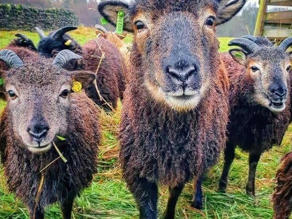 The Soay sheep is a small, athletic looking sheep that has something of the look of a gazelle about it. Soay means “sheep island” in Norse which suggests that there have been sheep on the island since at least the time of the Vikings.
In 1932, two years after the last human inhabitants left the island of Hirta, 107 Soays were transported to the island. They have been maintained as a feral population there ever since, growing to around 1,500 sheep nowadays. The breed is categorised by RBST as rare and at risk. The Soay is exceptionally hardy and can survive in the most adverse conditions. They’re low maintenance, losing their fleeces naturally. Soay hogget and mutton is known for an unusual
flavour, typical of the UK’s primitive sheep breeds.