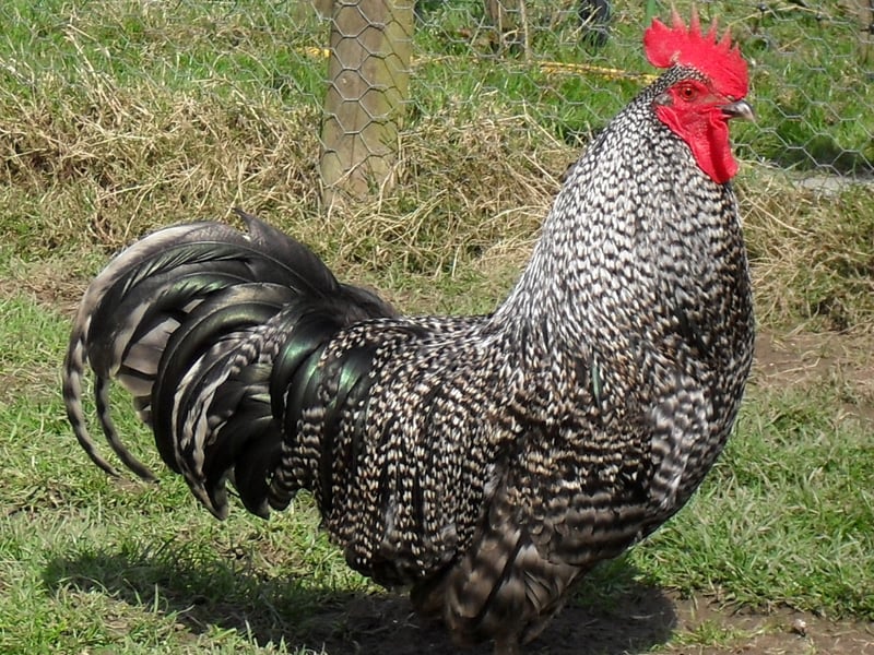 The Scots Dumpy is a very old poultry breed of purely Scottish extraction. Similar birds with Dumpy characteristics have been shown to exist in Saxon times as early as A.D. 900.
Legend has it that when the Roman Army moved north of the border, the Picts carried a type of poultry similar to today’s Dumpies as guards to warn off strangers approaching the camp. The breed has short legs due to a dwarfing gene, giving these chickens a distinctive side-to-
side waddle. In the early twentieth century they were known by many different names including ‘Creepies’ ’Crawlers’ and ‘Bakies’. The Scots Dumpy almost disappeared in the middle of the last century, when the breed went into severe decline. A dedicated small band of breeders in Scotland during the 1970s saved it from dying out completely. Today it is one of the RBST’s priority rare breeds.
