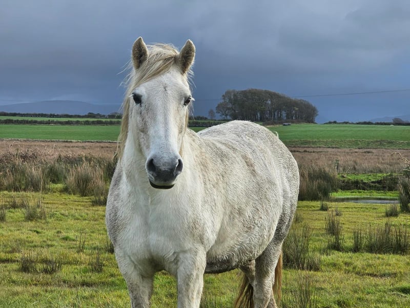 Today, in addition to their popularity for riding, Highland ponies are still sometimes used for work in areas inaccessible to machines, such as in logging - moving felled trees - or to extract deer carcases from the hill. RBST categorise the breed today as at risk. 