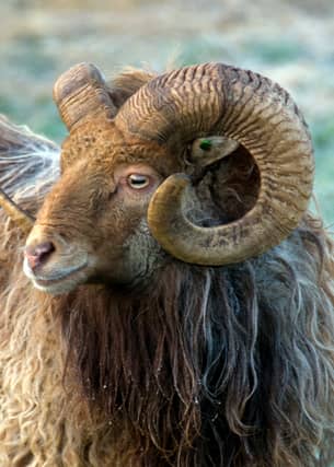 Some of Scotland's rare livestock and equine breeds will be represented at the Royal Highland Show