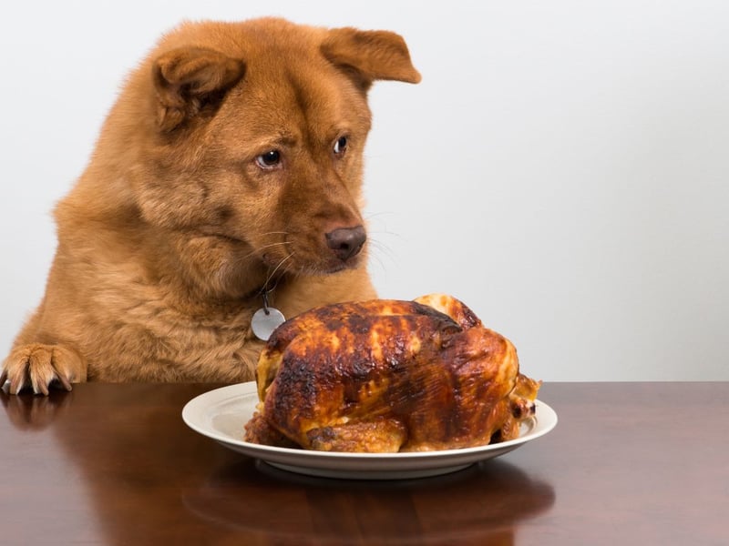 Most dogs aren't shy about their love for food, but there's one key component of their dream dinner they just can't hear enough of - and that's 'chicken'.