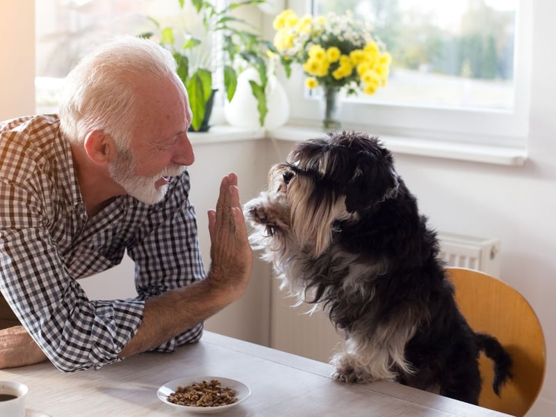 The dog's second favourite family member ties for ninth place - grandpa. The explanation for this may well be that it means that granny (and her treats) is nearby.