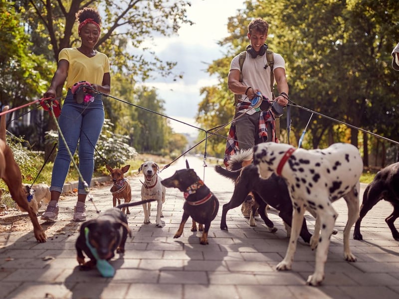 No shock in second spot either - what dog doesn't love hearing the magic word 'walkies'.