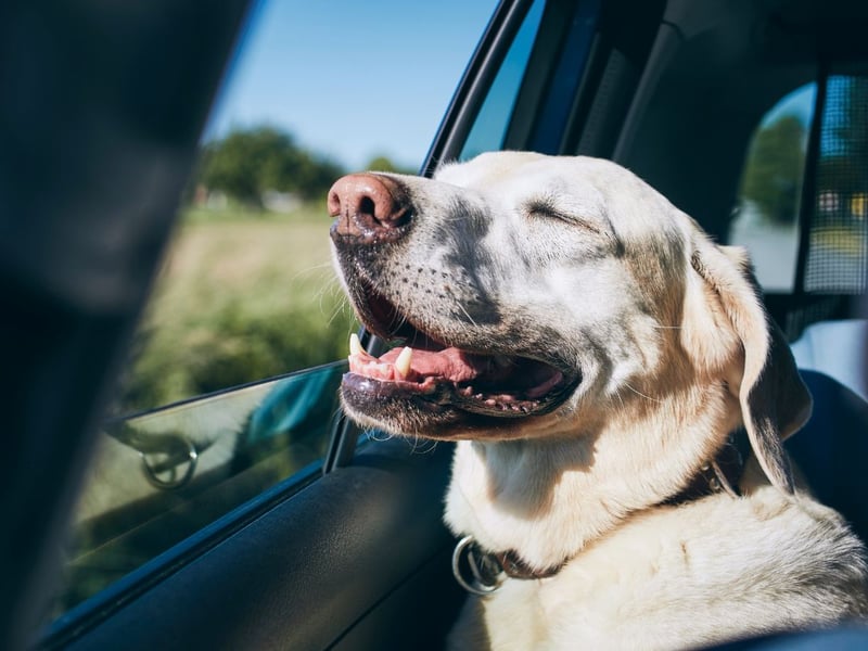 Whether it’s the feeling of the wind in their ears or their innate love of adventure, despite some of our furry friends associating the car with a trip to the vets, car ride made it into the top three favourite words.