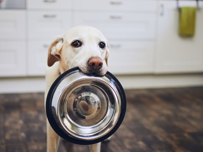 Completing our list is a feeling that sadly many dogs are overly-familiar with - being 'hungry'. Luckily this usually ends with treats or chicken.