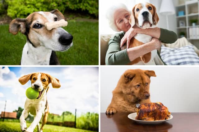 Some words are very popular with dogs.