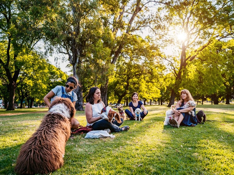 All their favourite smells, freedom to run around and a chance to meet their best pals - little wonder that the word 'park' crops up here.