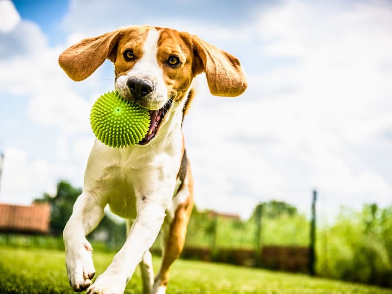 Dogs love toys and one toy rules over the rest of the toybox - the humble 'ball' takes seventh spot.