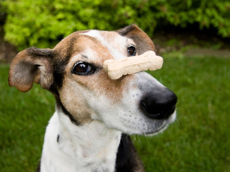 It will probably come as no surprise to any dog owner to find 'treat' topping the list. 
