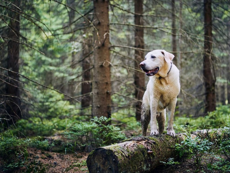 Dogs love being snuggled up inside with their owners or in their beds, but the news they are about to go 'outside' is always welcome.