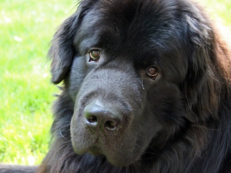 The original gentle giants, the Newfoundland needs plenty of exercise but at the end of a long walk they like nothing better that curling up - or around - their owner like enormous teddy bears. They are also incredibly gentle and loving with youngsters.
