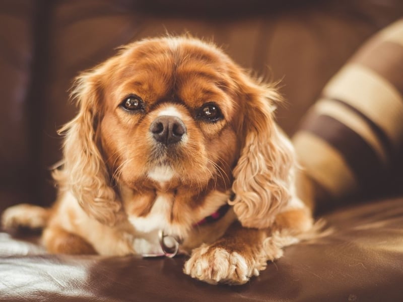 Every bit as loving as they look, the loyal and affectionate Cavalier King Charles Spaniel is another dog that will follow you around the house.