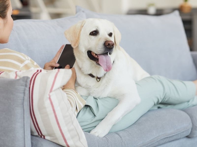 It'll come as no surprise to anybody who has owned a Labrador Retriever - the UK's most popular dog for decades - that they feature prominently in this list. They are famously gentle, loyal and very affectionate.