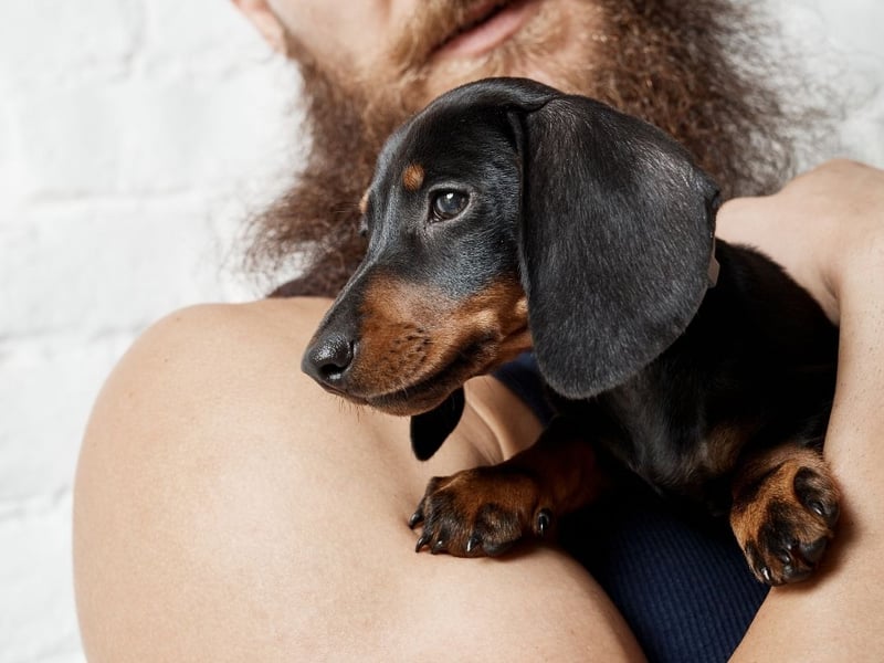 If you have a Dachshund you'll be in no doubt that you are their favourite person in the world. They'll happily spend hours asleep on your lap or on their back enjoying an extended tummy tickle.