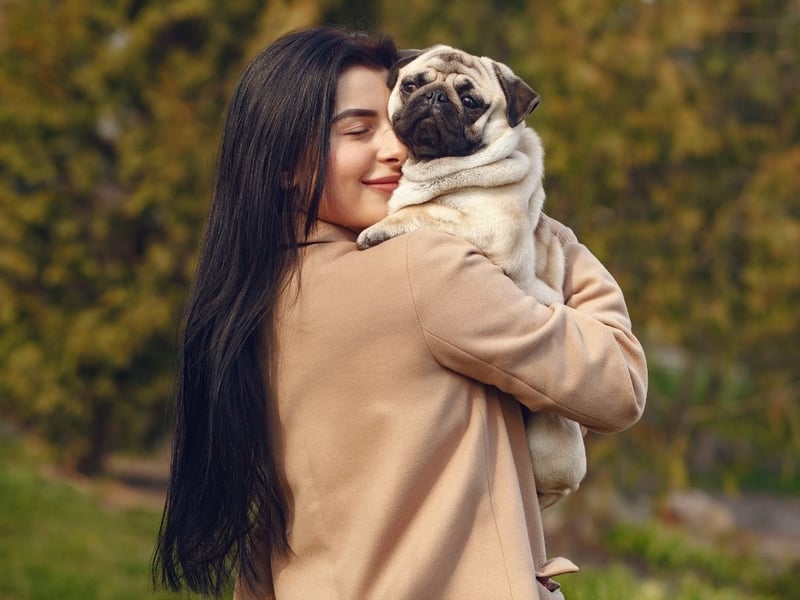 There's nothing that a pug likes more than being snuggled up on its owner's lap, spending hours happily being patted. They'll also follow you around like a shadow - leading to their nickname of the 'velcro dog'