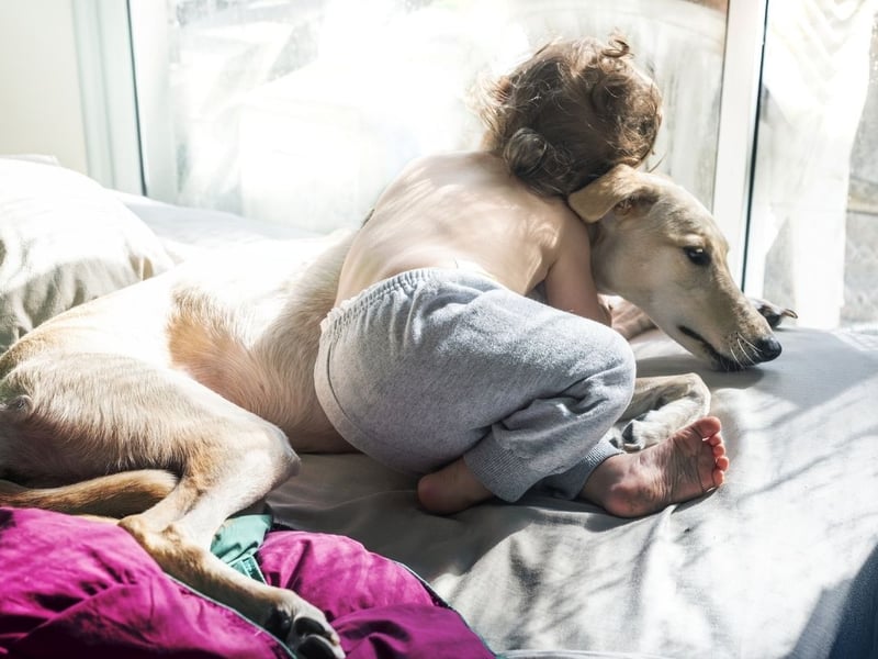 Primarily known for their speed, when Greyhounds aren't racing around the park they are lazy and cuddly couch potatoes with a gentle and affectionate nature that make them wonderful therapy dogs.