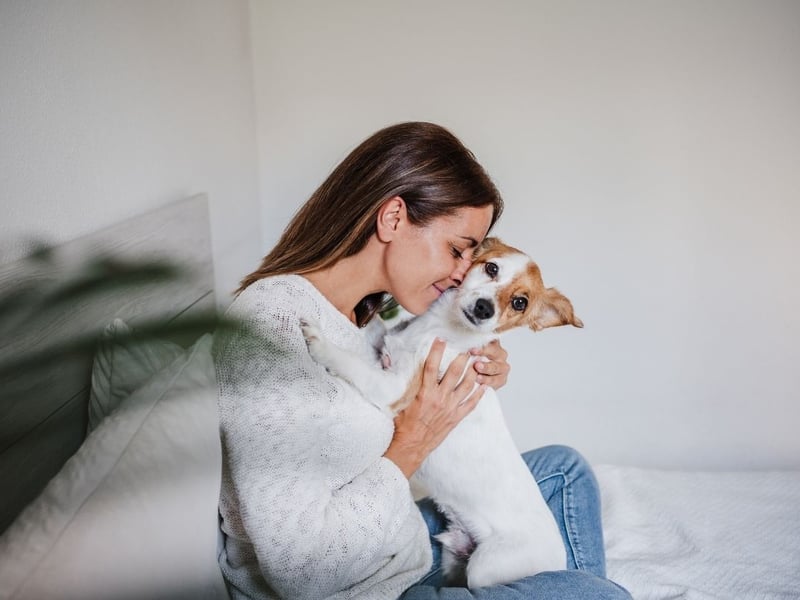The Jack Russell will display their deep affection for their owners in three distinct ways - by diligently following them around, by snuggling in whenever possible, and by being protective when it comes to strangers.