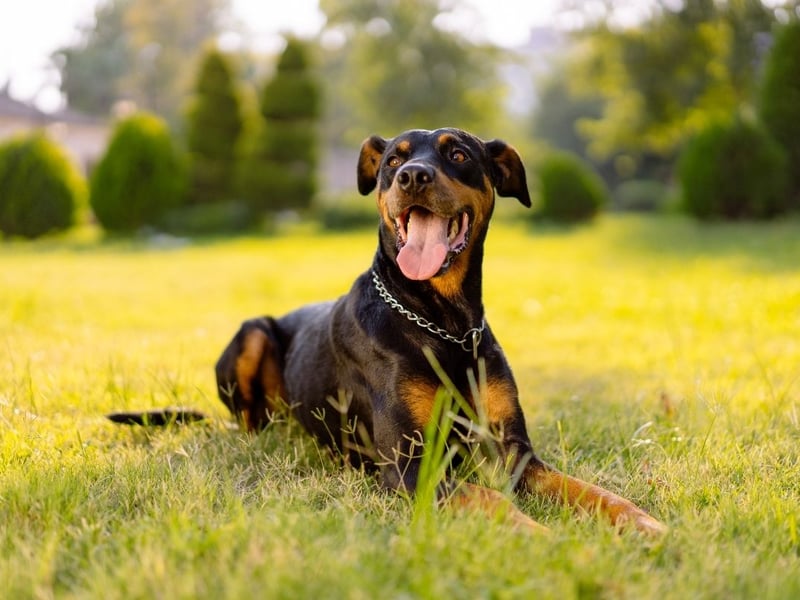The Dobermann, or Doberman Pinscher, is the fifth smartest breed of dog. They have a particular talent for gauging perceived threats, which makes them a great guard dog.