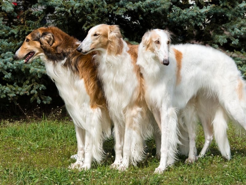 The Borzoi is a dog with a stunning coat, but a reputation of having little in the way of brains. They are also one of the cleanest breeds though, so perhaps spend so long on their own personal hygiene that they don't have much time for puzzles.