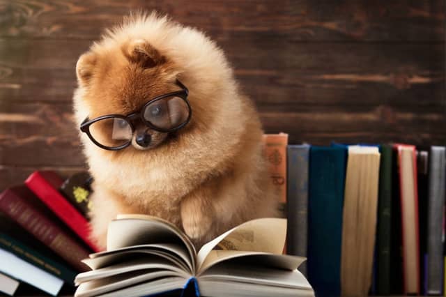 Despite what this photo may suggest, the Pomeranian is NOT one of the cleverest breeds of dog.