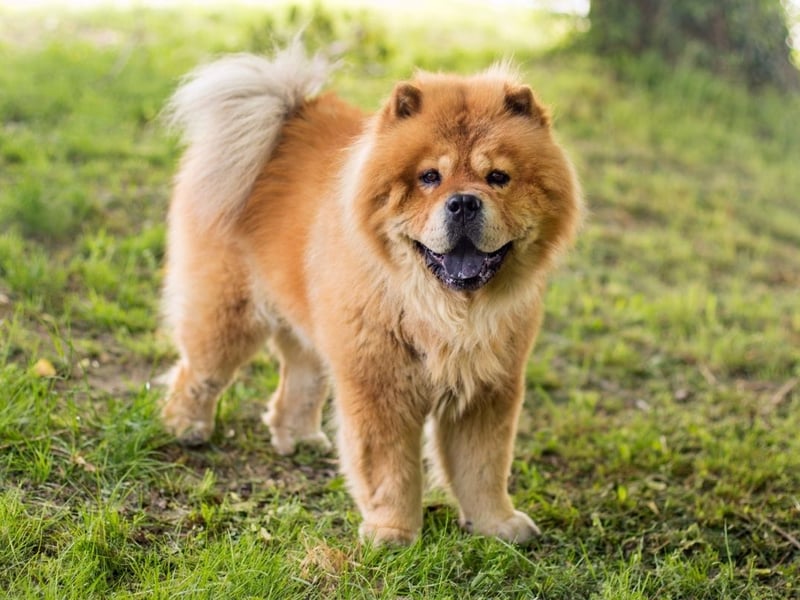 What the Chow Chow lacks in intellect is more than made up for with its loyalty - doing everything they can to protect their owner from danger.