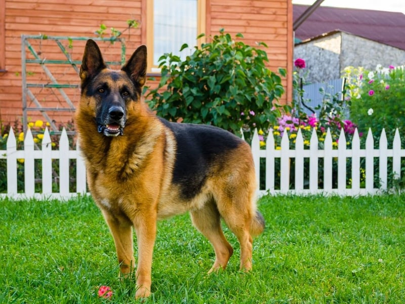 Used for everything from drug detection to sniffing out explosives, the German Shepherd is another breed in the top tier of canine intelligence - understanding a new command after only five repititions and following the command at least 95 per cent of the time.