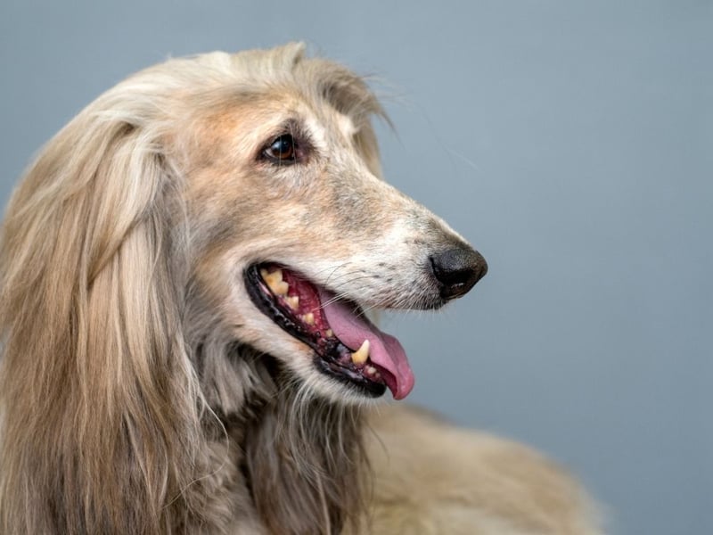 Now onto the less intellectual pups, and Stanley Coren concluded that the beautiful Afghan Hound is the least intelligent breed of dog. Of course this could be largely due to the fact they are also the most stubborn breed of dog - notorious for ignoring their owner's commands. Who's to say they don't understand every word though!