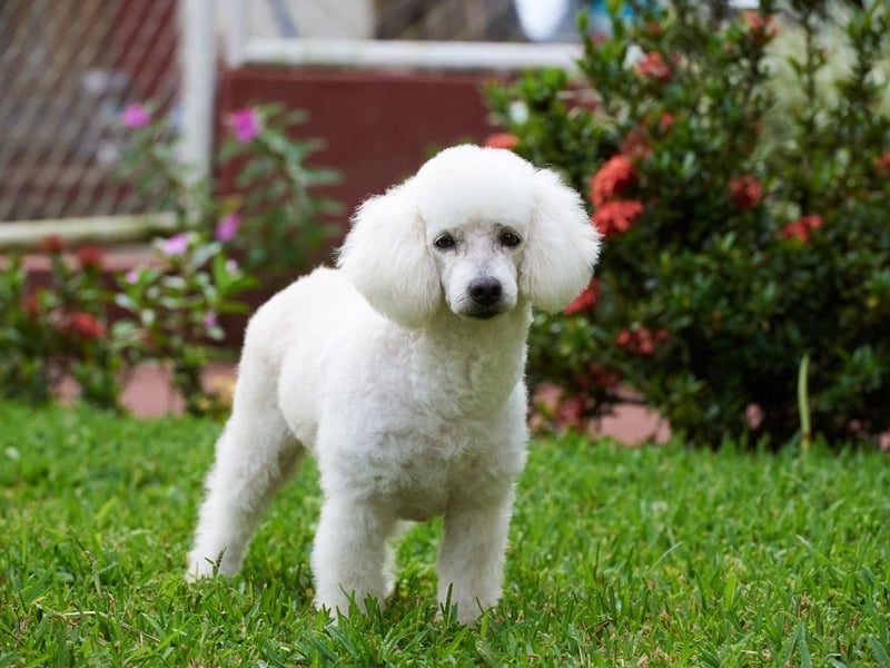 Don't let their curly hair and cute demeanor fool you - Poodles have a razor-sharp brain second only to the Border Collie. All three sizes - Standard, Miniature and Toy - are hugely smart, making great service and therapy dogs.