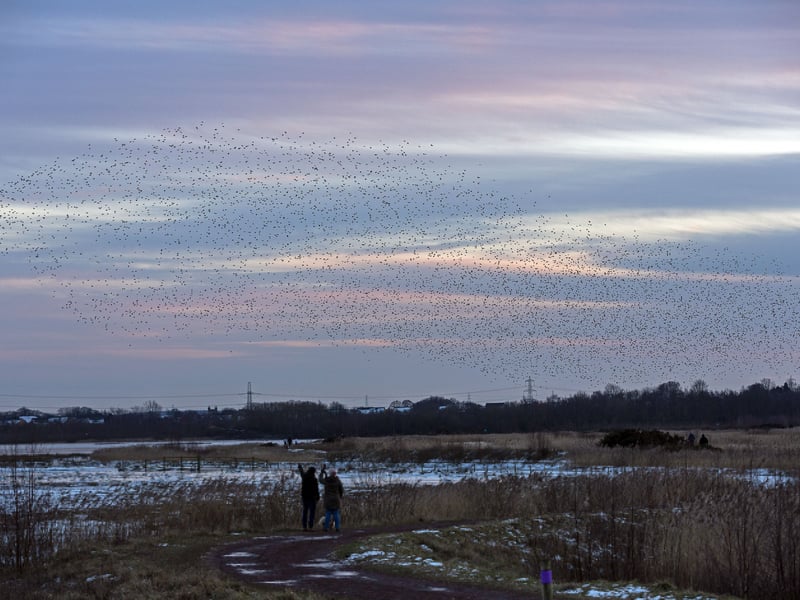 This is a massive nature park built on the site of a former open-cast mine, and the transformation is staggering. It’s a landscape of vast wetlands, reedbeds, and lakes that feels incredibly open and big-sky. Because it’s so flat, it’s a great choice for a brisk walk where you want to cover a lot of ground quickly while spotting rare birds like Bitterns or Marsh Harriers.