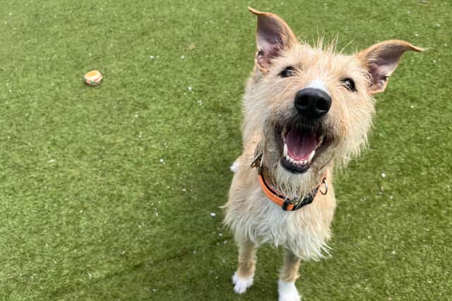 Emaciated dogs with split tails “much happier and healthier” after rescue