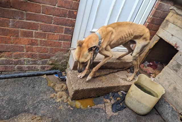 Emaciated dogs with split tails “much happier and healthier” after rescue