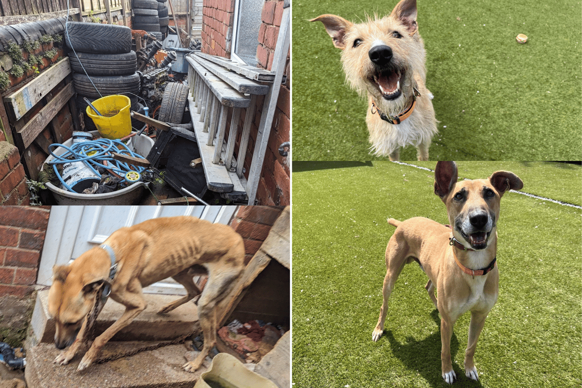 Dogs Splot Emaciated dogs with split tails “much happier and healthier” after rescue