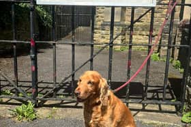 Dogs at polling stations