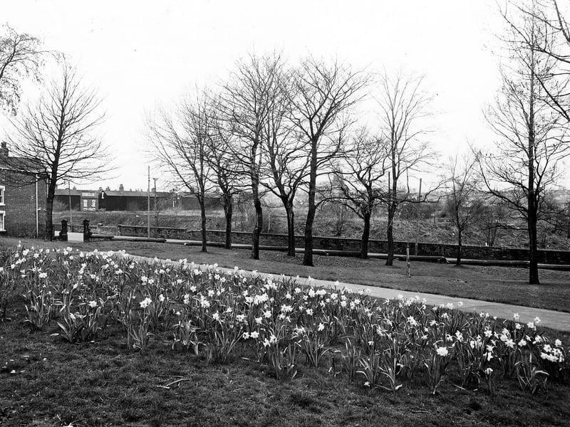 Wortley Recreation Ground on Oldfield Lane in April 1983. In the foreground the grass is covered with daffodils; the other side of the path is lined with trees. Across the road is an area of wasteground, with houses on Roseneath Street to be seen in the distance on the left.
