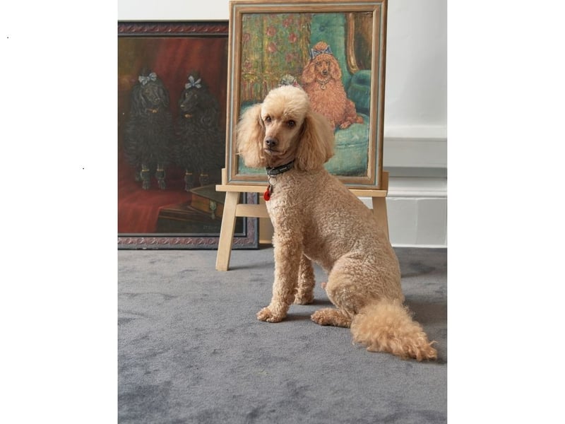 These two paintings of poodles, one of a pair of apricot and sable Poodles, and the other of two black Mannerhead Poodles, are both by Frederick Thomas Daws (1878-1956). Each painting is expected to be sold for £2,000-£3,000).