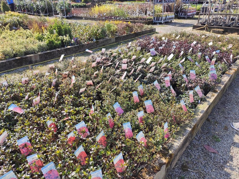 Nord Green Nurseries, in Leeds Road, Halifax, was named by YEP reader Karen Priestley as one of the best garden centres. Karen said: "Excellent choice of plants and very knowledgeable on all plants they sell."