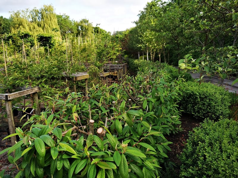 Beardsworths, Wholesale Nurseries and Garden Centre, in Whitehall Road, Cleckheaton, was named by YEP reader Judith Drake as one of the best garden centres.