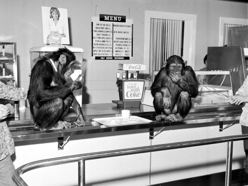 Two chimpanzees test the facilities at the new self-service restaurant at Edinburgh Zoo in March 1972.