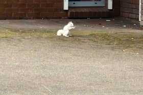 Rare white squirrel roams streets of UK town.