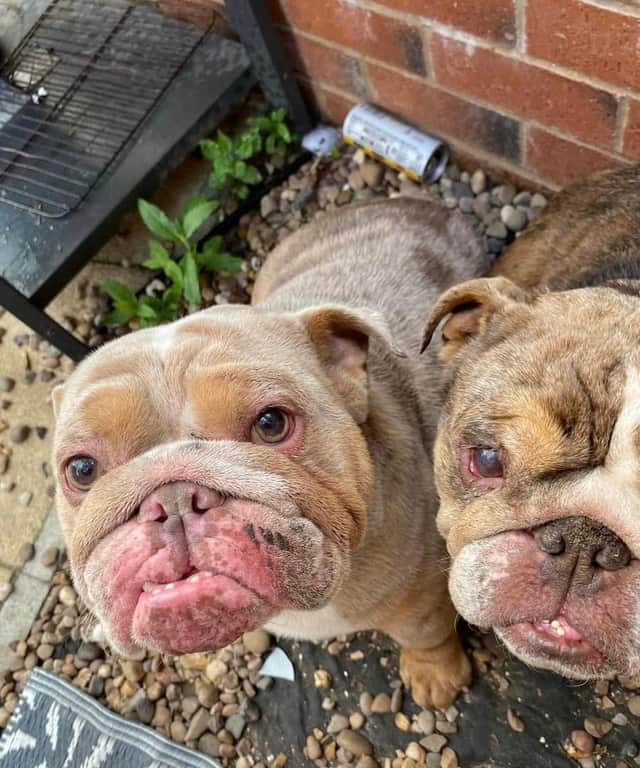 Dog dies after being 'dumped like rubbish' in Rotherham woods