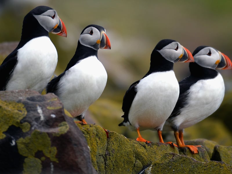 Puffins pictured here returning to their summer breeding grounds. The adorable-looking birds can be found around numerous islands off Scotland's coast, including at Inchcolm Island in the Firth of Forth. Going bird spotting for puffins is listed as one of the National Trust for Scotland's must-do summer activities for families
