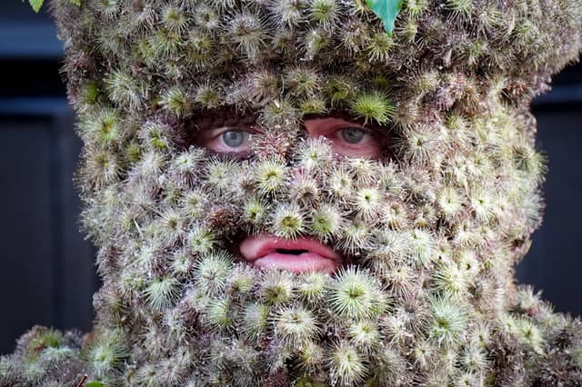 Burryman Andrew Taylor parades through the town of South Queensferry, near Edinburgh, encased in burrs. Here he is shown up close and personal