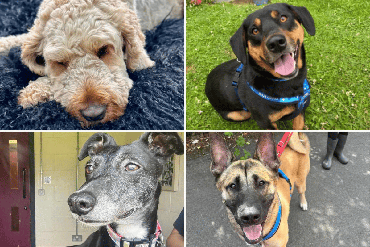 Nearest Rspca Adopt a Dog Sheffield: 12 pups at RSPCA and Blue Cross looking for ...